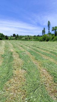 İnceoğlundan Güller'de 9750m2 Satılık Tarla