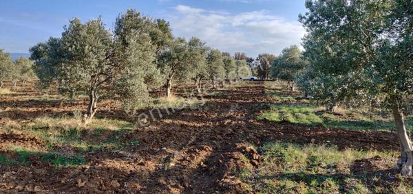 Rw Nefes Gayrimenkul'den Burhaniye Ağacık Köyünde Satılık Verimli Tarla