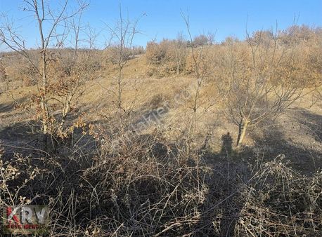 Yenişehir Akbıyık Mahallesinde Şirin Hobi Bahçesi