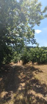 Arifiye Kemaliye Mh Asfalt Yol Kenarı Elektrik Ve Suyu Olan Yatırımlık Fındıklık