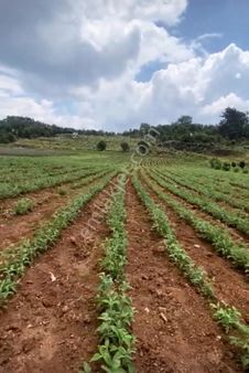 Akdeniz Emlakta Seydikemer Ortaköy Mh Satılık Tarla