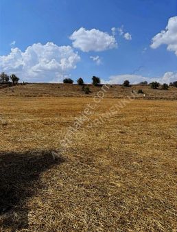 Asaf Gayrimenkul'den Kelepir Hisseli Tarla