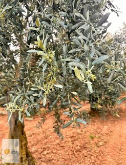 The World Seller'den Kermet Köyünde Göl Manzaralı Zeytinlik