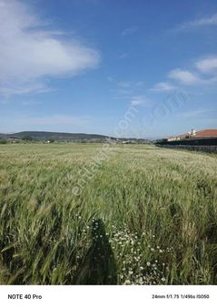 Foça Bağarası 6250 Metrekare Mükemmel Konum Tarla