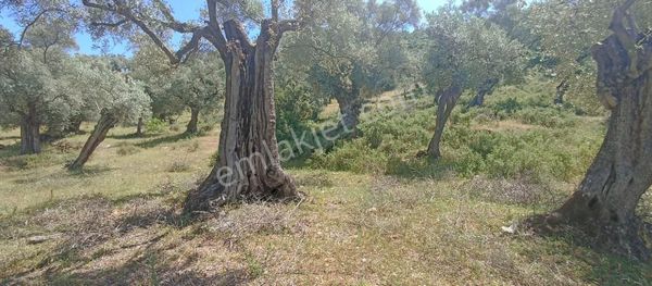 Acil Satilik Zeytinlik