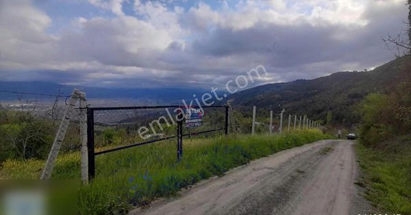 Cevizlik -resmi Yola 100 Metre Cepheli 3184m2 Elektrik Su Mevcut