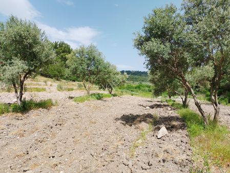 Uzun Emlak'tan Saruhanlı Hatıplar'da Satılık Zeytinlik Elektrik Su Var