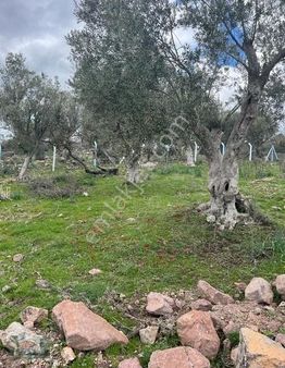 Akman Gayrimenkulden Karayağcıhacılar Mh 7,5 Dönüm Satılık Arazi