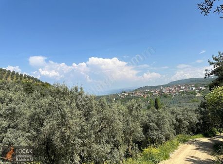 Müşküle Köyünde Göl Manzaralı Köşe Parsel 1156m2 Zeytin Bahçesi