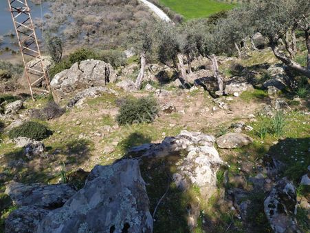 Serçin Köyü Sökede Satılık Zeytinlik