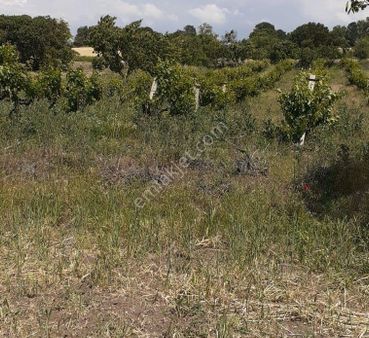 Elfi Den Bigadiç/hamidiye Mahallesinde 4.203 M2 Satılık Tarla