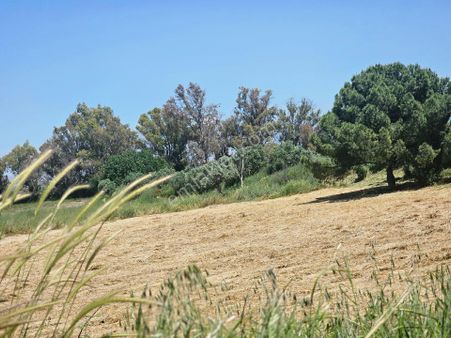 Söke Emlak Ofisisınden Dıdım Balatta Satılık Zeytinlik