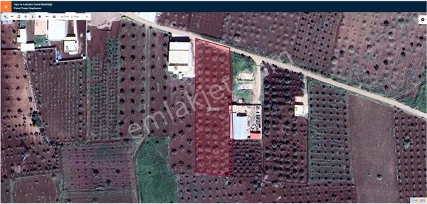 Hadi Gayrimenkulden Küçük Sanayi Sitesi Yanında Yolüstü Mükemmel Konumda Yetişkin Fıstıklık