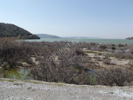 Serçin Köyü Sökede Satılık Zeytinlik