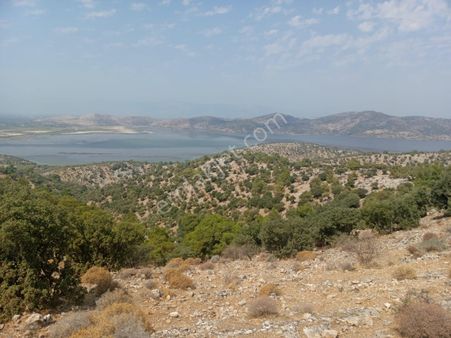 Serçin Köyü Sökede Satılık Zeytinlik