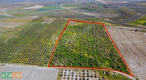 Satılık 32 Dönüm Yetişkin Zeytinlik Salihli - Karayahşi -