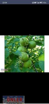 Gaybide 1632 Metrekare Tek Tapulu Ceviz Bahçesi