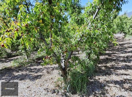 İznik Güven Emlaktan Satılık Meyve Bahçesi.