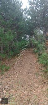 İznik Yenişerefiye Köyünde Satılık 21.800 M2 Tarla.