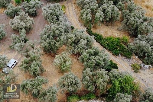 Detay Emlaktan Erdek Hamamlı Mahallesnde Satılık 498m2 Zeytinlik