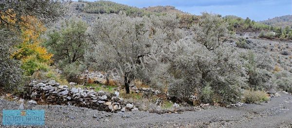 Fethiye Gökben Mah.4003 M² Müstakil Tapu Zeytin Tarlası Satılık