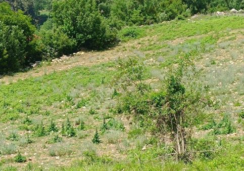 Çamlıyay Ucar Da Satılık Arsa