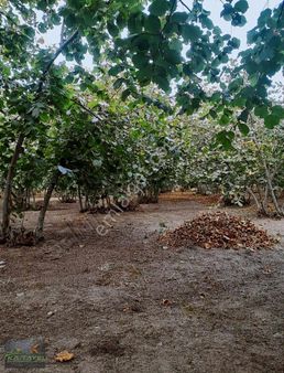 Akyazı Dokurcun Çaylar Da Yol Kenari Verimli Satılık Fındık Bah.