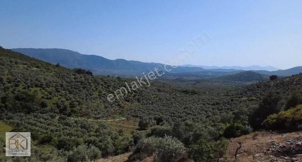 İzmir Selçuk Çamlık Köyünde Satılık 6.695 M2 Zeytinlik