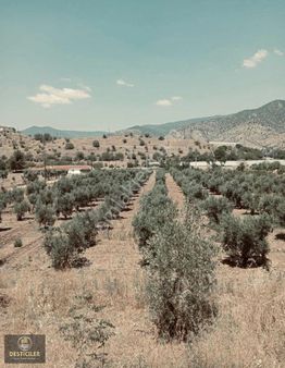 Desticiler'den Mayıslar'da Zeytin Tarlası