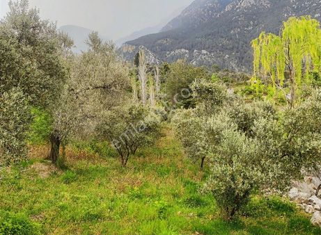 Arte'den Söğütlüdere'de İmarlı Zeytinli Arsa
