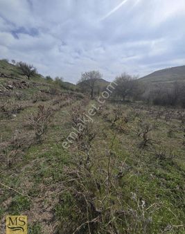 Kocasinan Molu Köyün De Satılık Tek Tapu Tarla