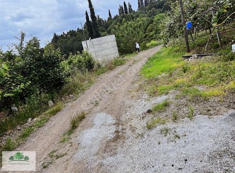 14 Yıllık Yetişkin Yola Cepheli Satılık Süper Ceviz Bahçesi '