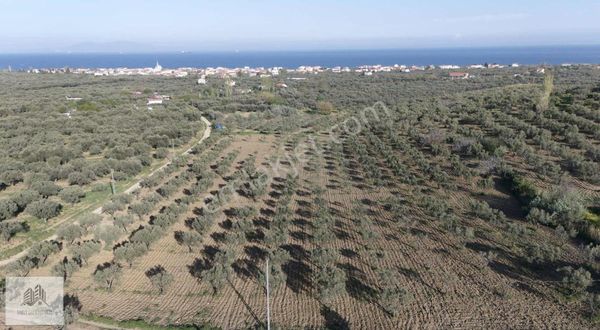 Resmi Yola Cephe 12.000 M2 Zeytinlik