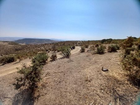 Akhisar Kocakağan Da Tarım Ve Hayvacılığa Uygun Satılık 21.600 M2 Tarla