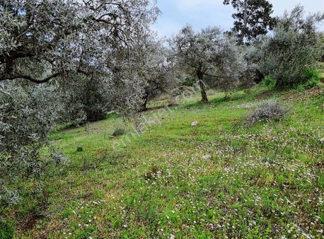 Bayındır Çamlıbel Köyünde 5.600 M2 Satılık Zeytin Bahçesi