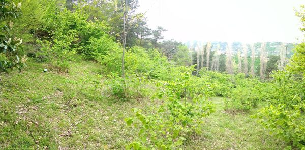 Arı 61 Gayrimenkul'den Salacıkta Satılık Acil Fırsat Arsa