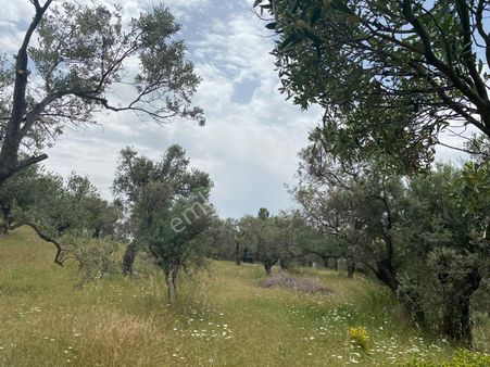 Torbalı Emlak'tan Dirmil'de 1615m2 Tek Tapu Müstakil Parsel Zeytinliğimiz Satılıktır