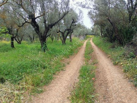 Gemlik Adliye De 688m2 Düz Yol Kenarı 22 Ağaçlı Hobi Bahçesi