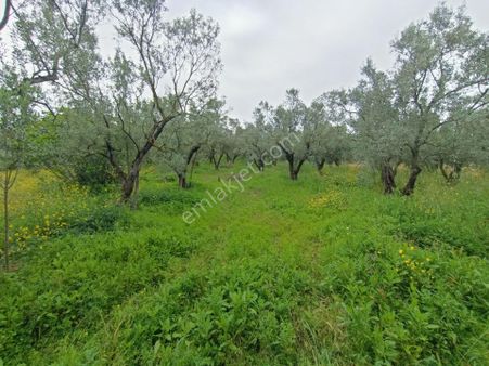 Gemlik Adliye De 368m2 Düz 12 Ağaçlı Yerleşime 1km Hobi Bahçesi