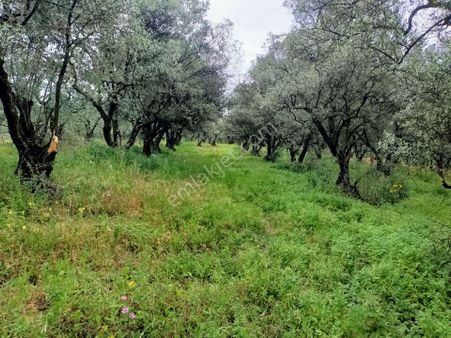 Gemlik Adliyede 3815m2 Yol Kenarı 150 Zeytin