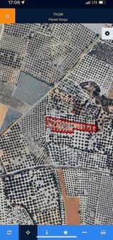 Bayat-musahoca-küçükyaya Satılık Zeytinlikler