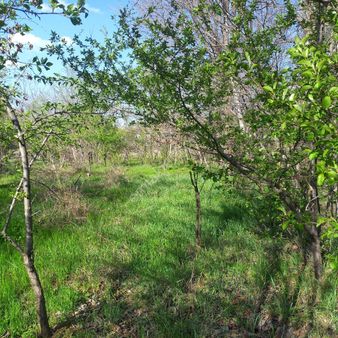 Meram Çayıbag Mhs Sinde Müstakil Tapulu Bahçemiz Satlık