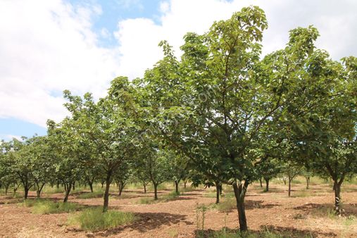 Rookz Balşehir Gayrimenkul Den Davutlar Yakını Satılık Tarla ( Ayva Bahçesi )