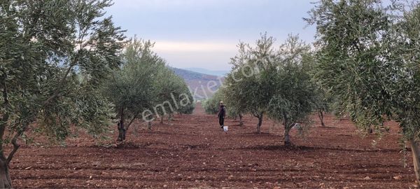 Kilis Musabeyli Hacılar Asfalt Yoluna Cepheli Satılık 34 Dönüm 750 Ağaç Zeytin Bahçesi