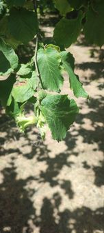 Erenler Değirmendere De Fındıklık