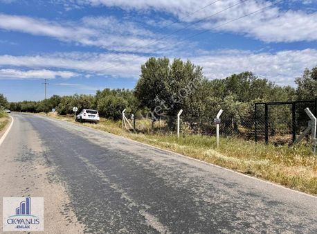 Büyükbelen De 1730 M2 Zeytinlik, Asfalta Sıfır , Konteyner
