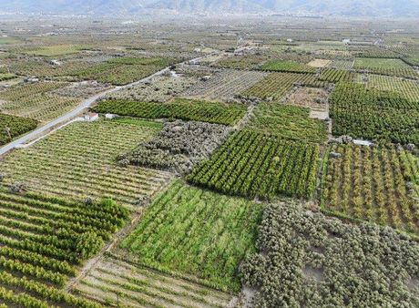 Kemalpaşa Ören 75.yıl Cumhuriyet Mh 4.250 M2 Satılık Bağ & Bahçe