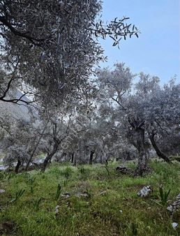 Milas Akçalı Da Satılık Zeytinlik