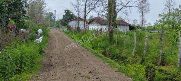 Samsun Terme Sarayköy De Satilik Fındık Bahcesı