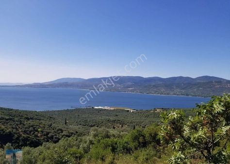 S1034 Ayhan Gezer Emlak'ta Edincik Mh 5890m2 Satılık Zeytinlik